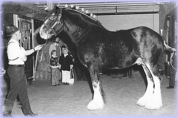 Aspiration - sire of Croydon Miss Judy