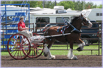 Mare cart exhibited by Hatfield Clydesdales