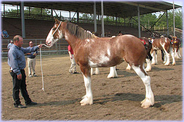 Halter mare exhibited by Hatfield Clydesdales