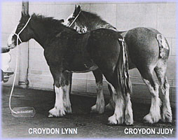 Croydon Judy