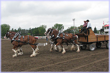 Four horse hitch of mares owned by Hatfield Clydesdales