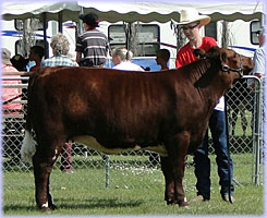 Hatfield Augusta 16B at the Carman fair