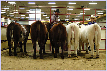 Hatfield Shorthorns at Manitoba Livestock Exhibition