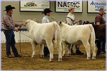 Hatfield Shorthorns at Manitoba Livestock Exhibition