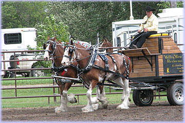 Team of mares owned by Hatfield Clydesdales